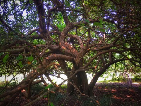 கரிமணல் பயணம் - 2019. ஆதி ஸ்ரீ ஜடராயர் தரிசித்தல்
